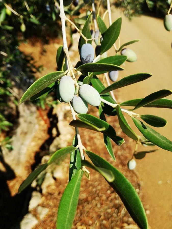 Villa Degli Ulivi Ceglie Messapica Εξωτερικό φωτογραφία